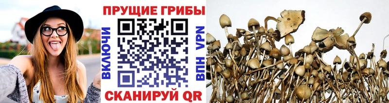 Купить закладки  Козьмодемьянск  Галлюциногенные грибы Psilocybe 